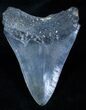Inch Megalodon Tooth - Serrated #3917-2